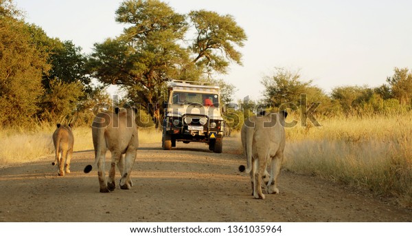 KRUGER PARK\
SOUTH AFRICA MAY 22: Lions just beside a tourist jeep on May 22\
2007 in Kruger National park South Africa. Kruger is Africa\'s\
oldest established wildlife park\
(1898).
