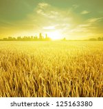 Kuala Lumpur is the capital city of Malaysia, landspace view over paddy field plantation in morning sunrise