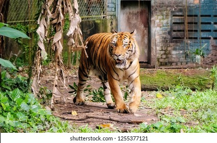 800 Gambar Harimau Benggala Infobaru