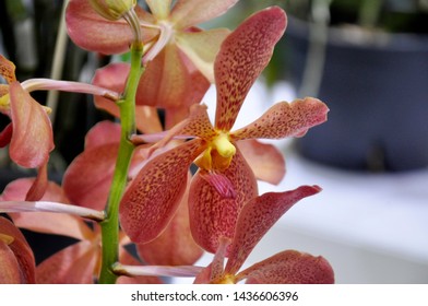 Flower Of Malaysia Images Stock Photos Vectors Shutterstock Images, Photos, Reviews