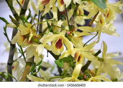 Flower Of Malaysia Images Stock Photos Vectors Shutterstock Images, Photos, Reviews