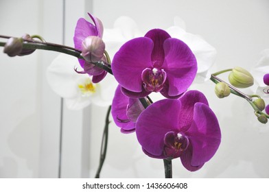 Flower Of Malaysia Images Stock Photos Vectors Shutterstock Images, Photos, Reviews