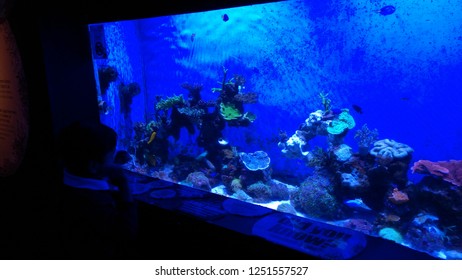 KUALA LUMPUR, MALAYSIA - December 5, 2018: Fishes In Klcc Aquaria Kuala Lumpur Malaysia.