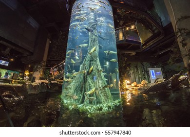 KUALA LUMPUR, MALAYSIA, JANUARY 5., 2017: The aquarium, an oceanarium located beneath Kuala Lumpur Convention Centre within Kuala Lumpur City Centre, opened in 2005. - Shutterstock ID 557947840
