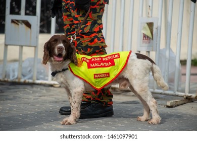 Imágenes Fotos De Stock Y Vectores Sobre Perros De Rescate