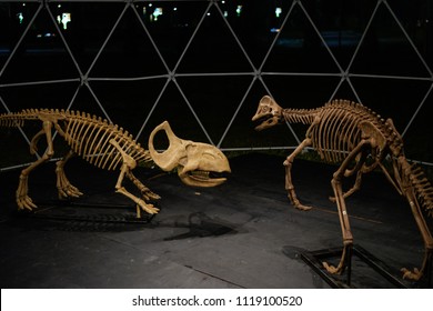 brachiosaurus skeleton