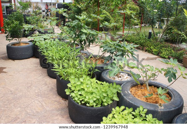 KUALA LUMPUR,\
MALAYSIA -NOVEMBER 24, 2018: Plant planter box is made from used F1\
racing car tires. Used directly or stacked with each other based on\
the size of the planted\
tree.