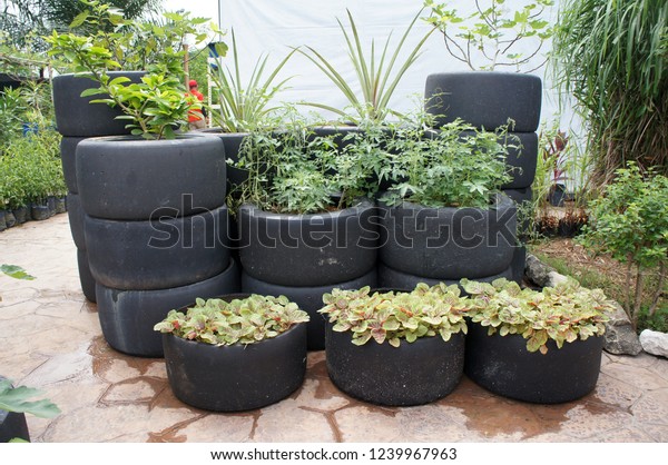 KUALA LUMPUR,
MALAYSIA -NOVEMBER 24, 2018: Plant planter box is made from used F1
racing car tires. Used directly or stacked with each other based on
the size of the planted
tree.