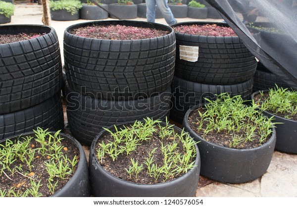 KUALA LUMPUR,\
MALAYSIA -NOVEMBER 24, 2018: Plant planter box is made from used F1\
racing car tires. Used directly or stacked with each other based on\
the size of the planted\
tree.