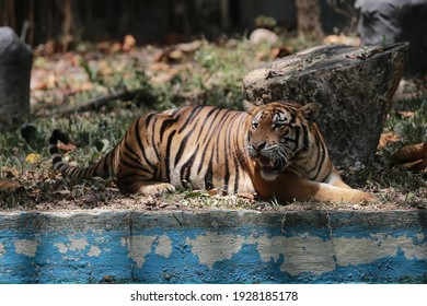 13,556 Malaysia National Animals Images, Stock Photos & Vectors |  Shutterstock