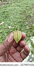 Kuala pembuang,KALTENG.2 February 2025.Ciplukan or Physallis peruviana. This plant can cure various diseases, including cancer. Its leaves, fruit, stems and roots also have healing power.