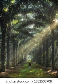 Kuantan, Pahang / Malaysia - October 30 2020 : A Worker Is Checking Up Palm Oil Plantation. 