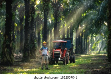 9,447 Thailand palm oil Images, Stock Photos & Vectors | Shutterstock