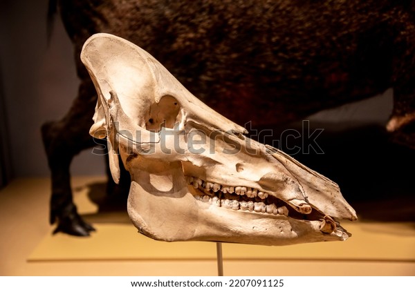 Kuching Malaysia 4th Sep 2022: the\
skull of Bornean bearded pig (Sus barbatus) in Borneo Cultures\
Museum.  It can be recognized by its prominent beard.\
