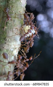 kuching sarawak July23th 2017 : Insects bugs Pharaoh ant Scientific name: Monomorium pharaonis is eating its prey macro and closeup around my home