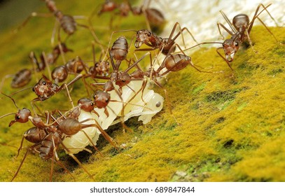 kuching sarawak July23th 2017 : Insects bugs Pharaoh ant Scientific name: Monomorium pharaonis is eating its prey macro and closeup around my home