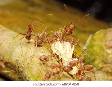 kuching sarawak July23th 2017 : Insects bugs Pharaoh ant Scientific name: Monomorium pharaonis is eating its prey macro and closeup around my home