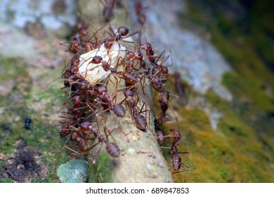 kuching sarawak July23th 2017 : Insects bugs Pharaoh ant Scientific name: Monomorium pharaonis is eating its prey macro and closeup around my home