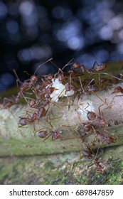 kuching sarawak July23th 2017 : Insects bugs Pharaoh ant Scientific name: Monomorium pharaonis is eating its prey macro and closeup around my home