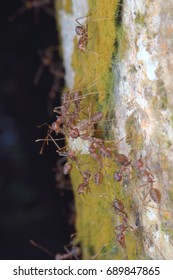 kuching sarawak July23th 2017 : Insects bugs Pharaoh ant Scientific name: Monomorium pharaonis is eating its prey macro and closeup around my home