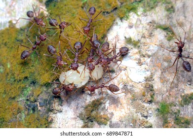 kuching sarawak July23th 2017 : Insects bugs Pharaoh ant Scientific name: Monomorium pharaonis is eating its prey macro and closeup around my home