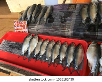 Ikan Masin Terubuk Sarawak 2019