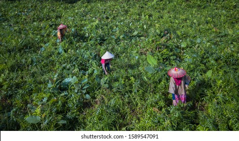 62 Sarawak midin Images, Stock Photos & Vectors | Shutterstock