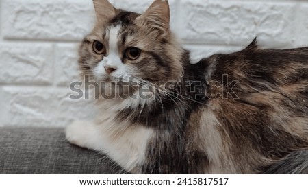 Kucing disebut juga kucing domestik atau kucing rumah (nama ilmiah: Felis silvestris catus atau Felis catus) adalah sejenis mamalia karnivora