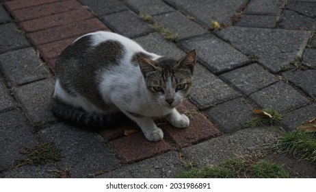 Kucing Kampung Images, Stock Photos u0026 Vectors  Shutterstock