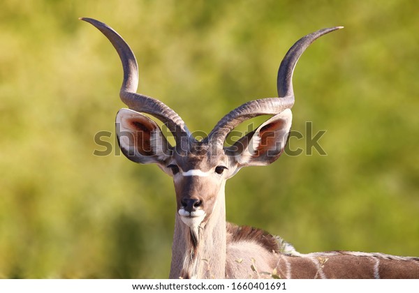 Kudu animal at African forest, mature kudu bull\
silhouetted against the golden light of a setting African sun,\
Front view of a portrait of male Greater kudu, a species of\
antelope at sunset light.