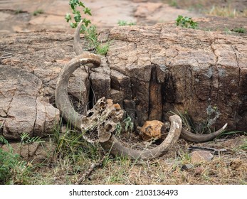 Kudu Antelope Horns On Rocks In Zimbabwe, Africa