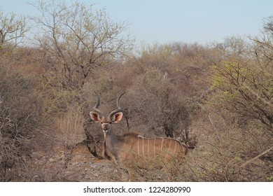 Safari Animal Free Images Stock Photos Vectors Shutterstock