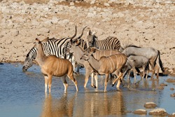 Kudu Antelopes, Zebras And Blue Wildebeest At A Waterhole, Etosha National Park, Namibia
