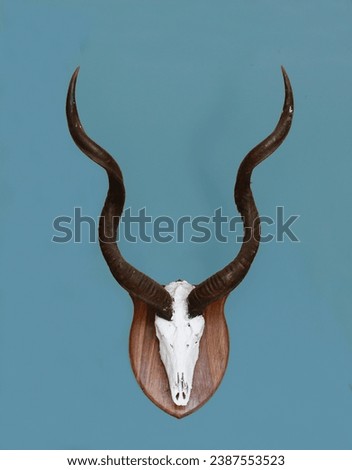Kudu antlers done in an European style taxidermy mount hanging on a pale blue wall.