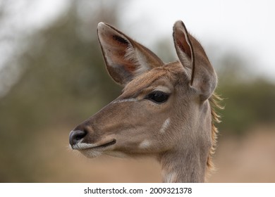 Kudu Cow, Head Close Up