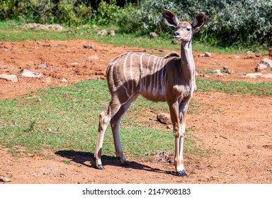 Kudu Ewe, Photographed In Pilanesberg Nature Reserve, South Africa.