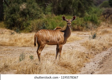 Kudu In Ruaha National Park, Tanzania