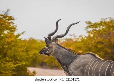 Kudu Running In Mopani Trees