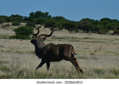 Kudu Running On On Grassland In Africa.