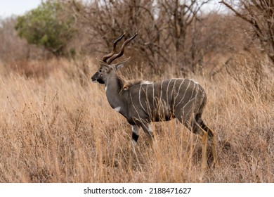 Kudu Standing Alone In Savanna Grassland At Masai Mara National Reserve Kenya.