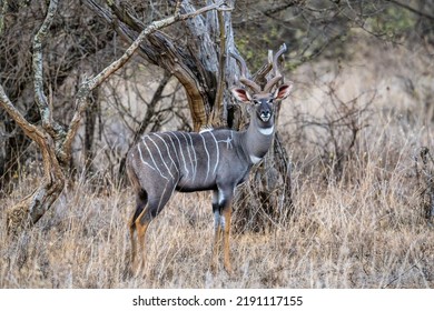 Kudu Standing Alone In Savanna Grassland At Masai Mara National Reserve Kenya.