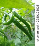 Kudus, Indonesia - February 12th, 2022 - the Charleston Hot Chili Pepper is a variety of Cayenne created by the U.S. Department of Agriculture in South Carolina. 