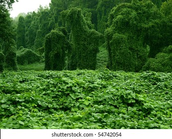 720 Kudzu plant Stock Photos, Images & Photography | Shutterstock