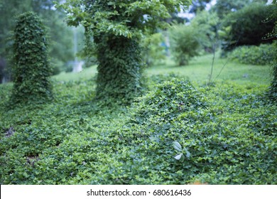 Kudzu