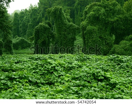 kudzu