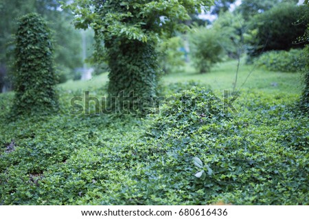 Kudzu