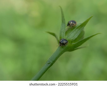 The Kudzu bug, Megacopta cribraria, is also known as the bean plataspid, lablab bug, or globular stink bug.  - Shutterstock ID 2225515931