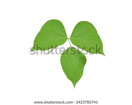 Kudzu leaves or Pueraria tuberosa leaves is used in pharmaceutical, Ayurvedic and traditional medicine