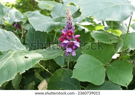 Kudzu ( Pueraria lobata ) flowers. Fabbaceae perennial vine. Dark blue-purple fragrant butterfly-shaped flowers bloom in racemes from July to September. The roots are edible and medicinal.