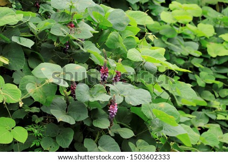 Kudzu or Pueraria montana also called Japanese arrowroot flowers with green leave and sky background.Flower of the kudzu. 